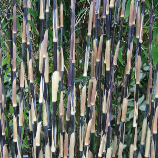 Springboard fleksibel Niende Bambus